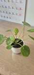 Pilea mojito, pieniążek kolekcjonerski