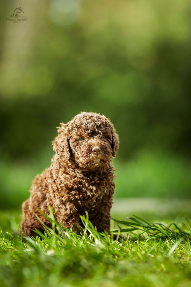 Lagotto Romagnolo