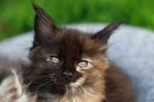 Bella ... Maine Coon