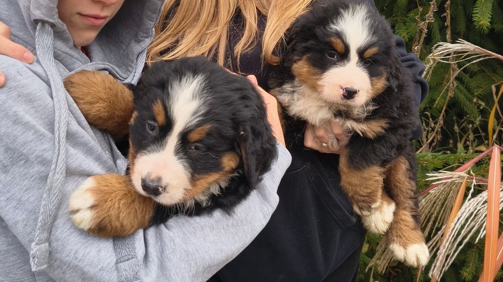 Berneński pies pasterski suczka