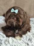 Czekoladowy piesek Shih-Tzu-komplet szczepień