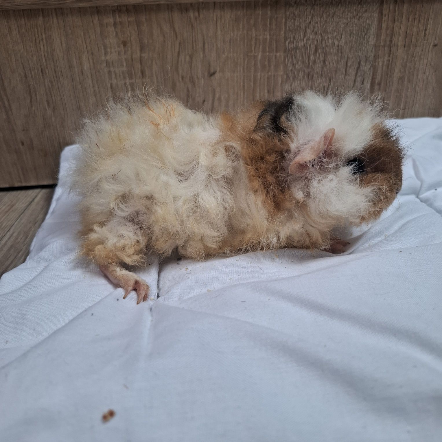 Młode świnki morskie długowłosa alpaka