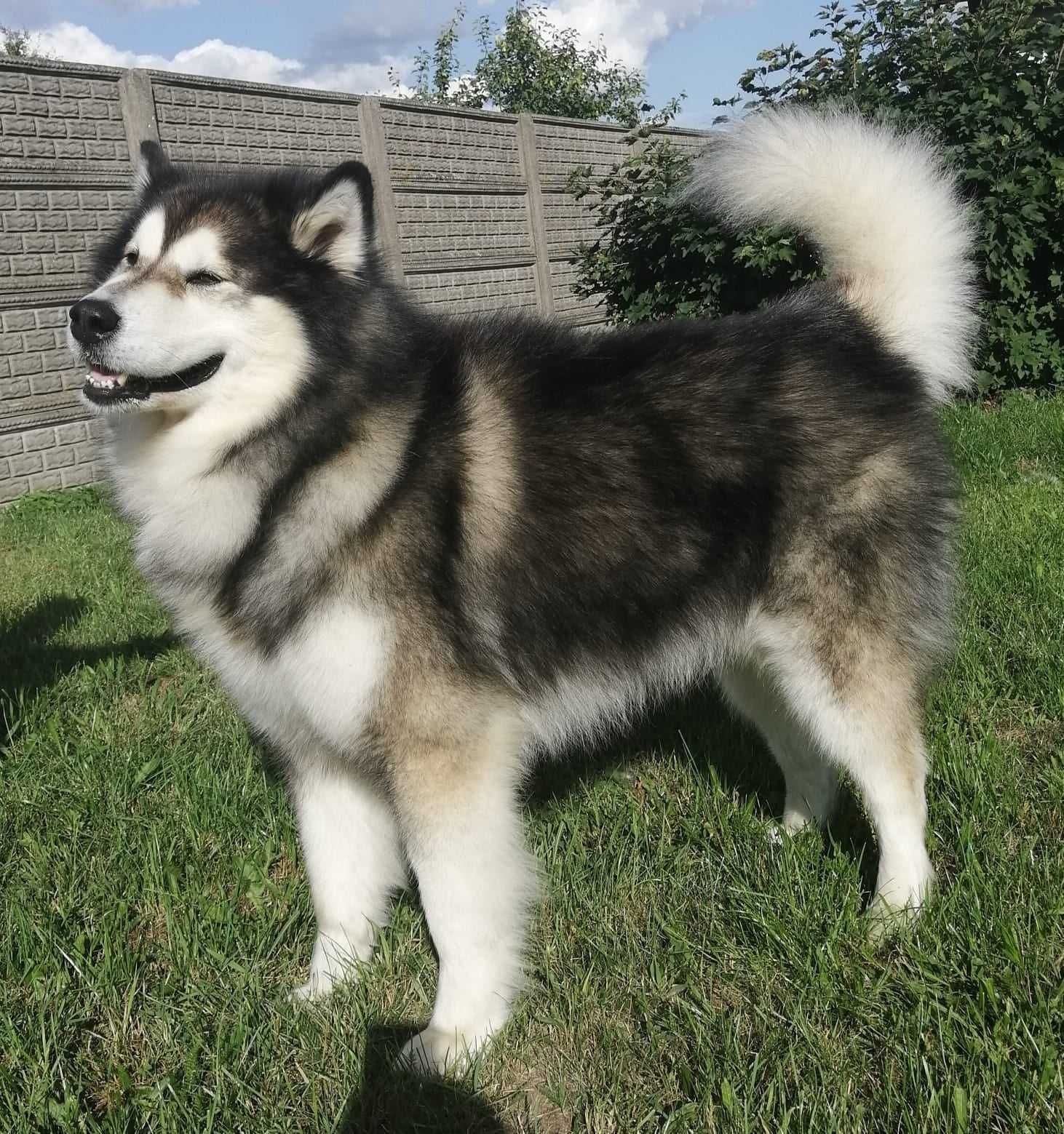 Grey - zjawiskowy Alaskan Malamute z rodowodem ZKwP FCI ADOPCJA