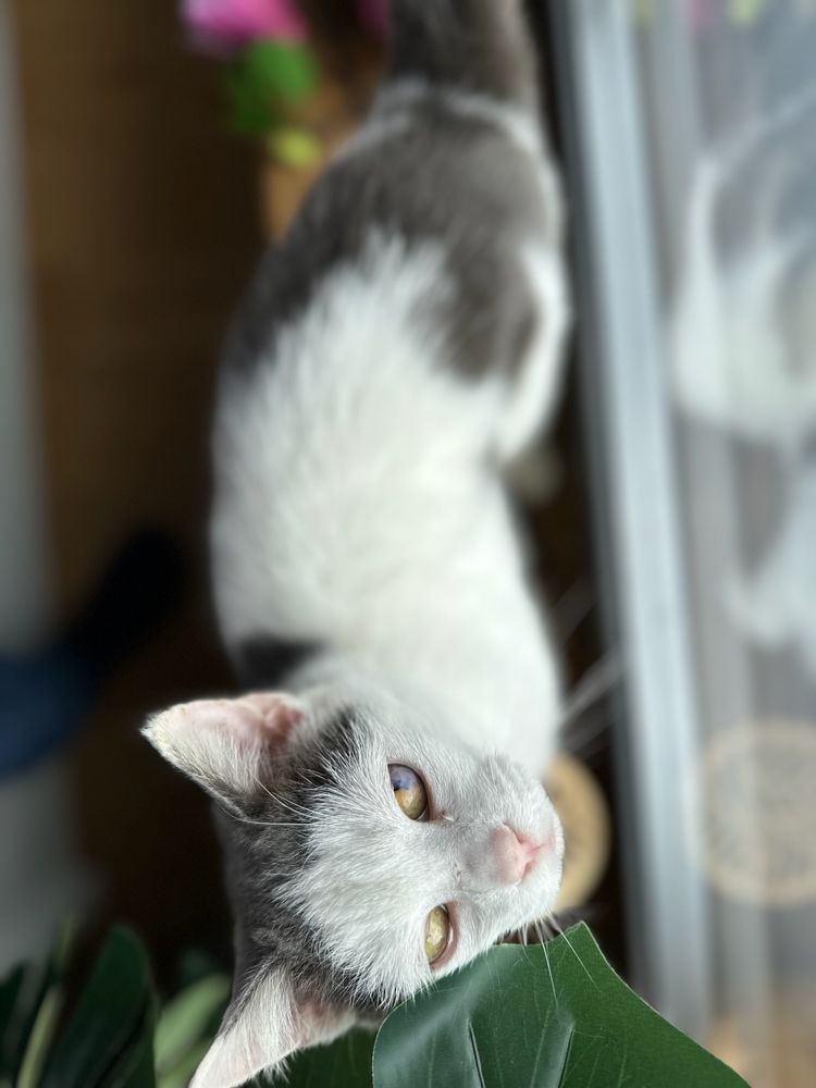 Piękna kotka po przejściach szuka domu