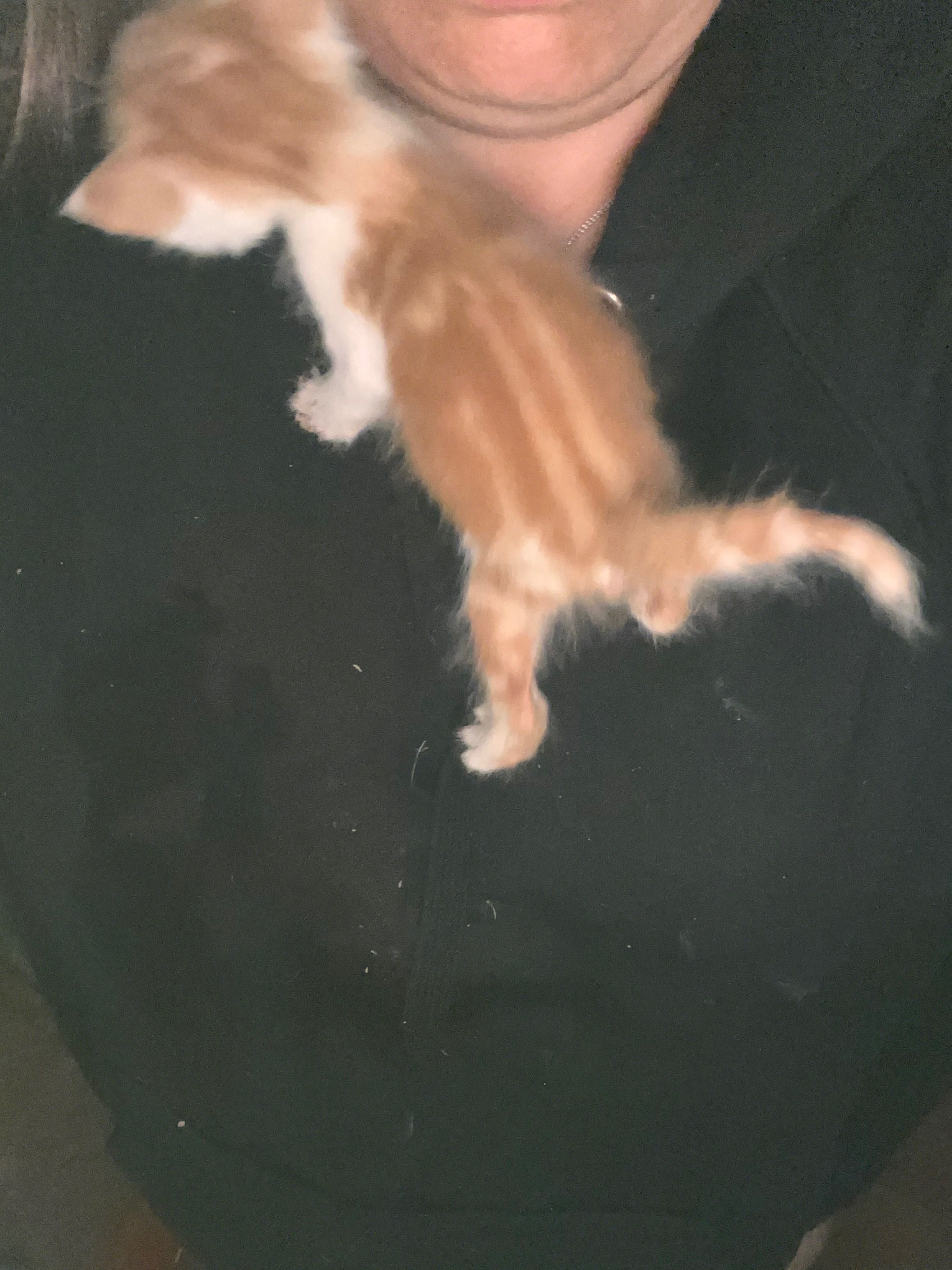 Tenho gatos para quem quiser uma adoção responsável