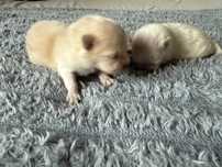 Szpic miniaturowy pomeranian