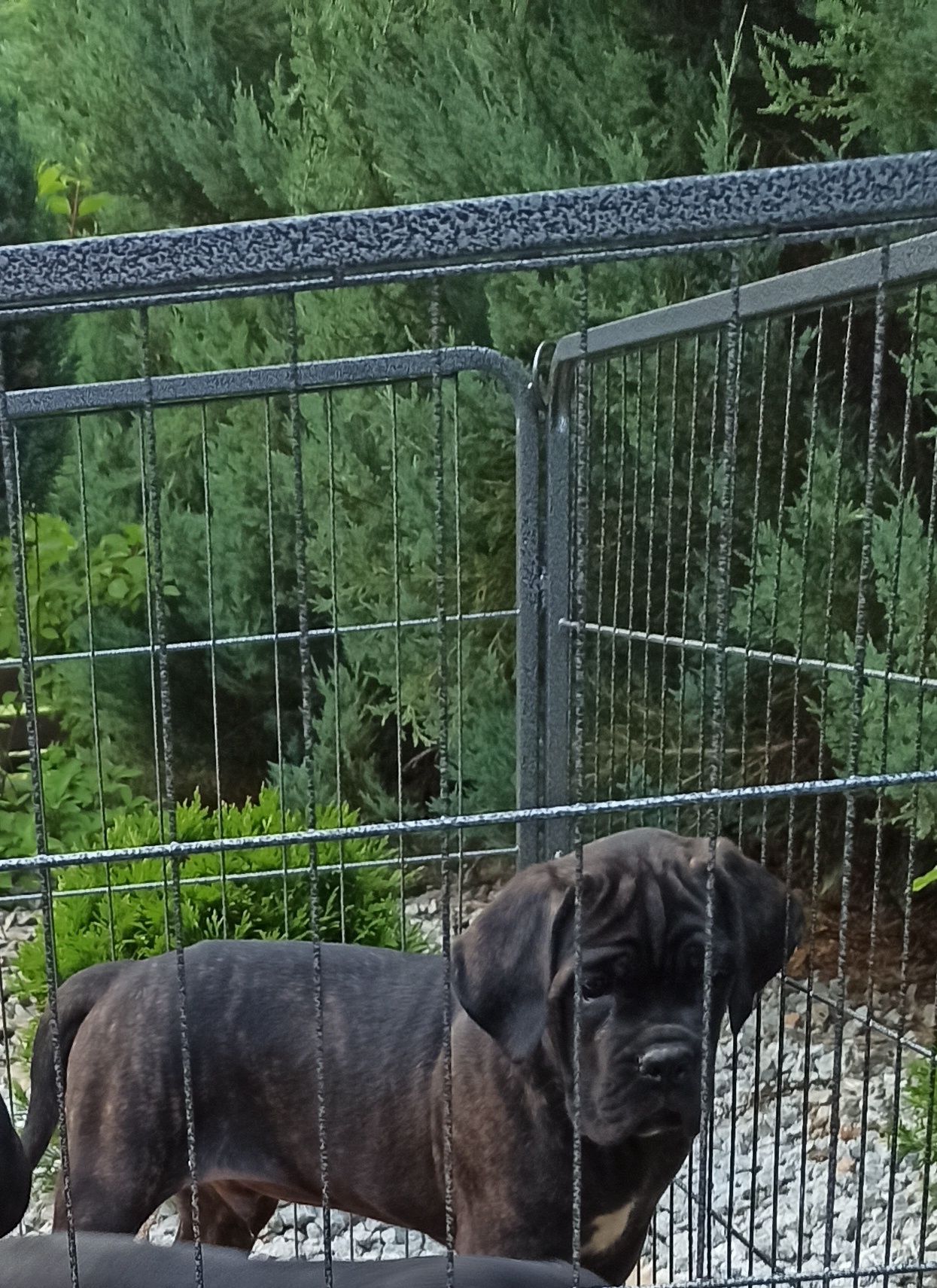 Cane Corso piesek