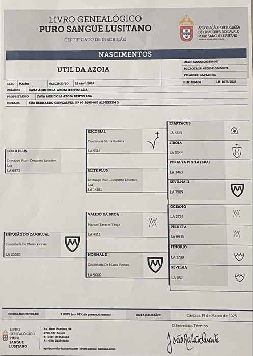 Poldro puro sangue Lusitano