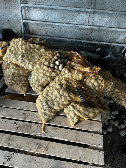 Batatas para animais