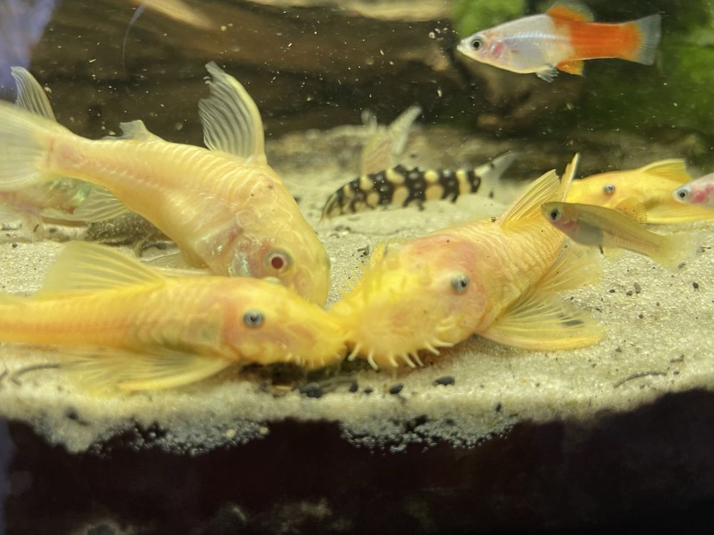Samiec Glonojada Ancistrus Gold Albino