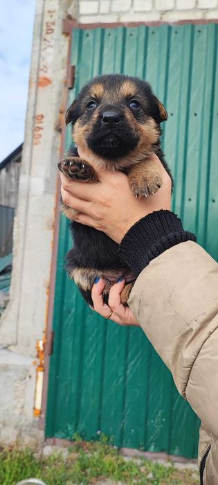 Продам цуценят поміст нім.вівчарки і алабая