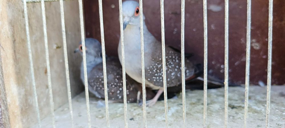 Gołąbki diamentowe pary i wolne samczyki