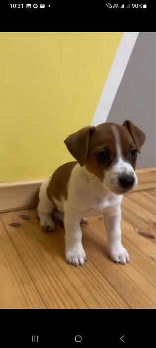 Цуценятка джек рассел тер'єра. Доставка