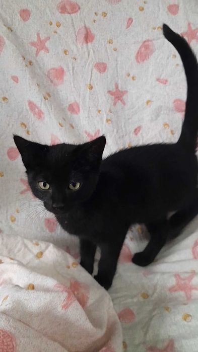 Gatinho preto com 3 meses procura uma família!