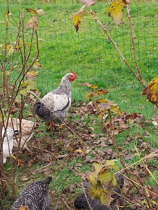 Młode koguty z własnych legow