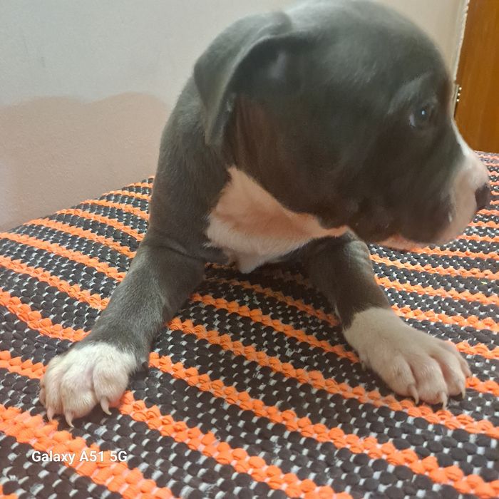 Suczka Tekilla American Staffordshire Terrier