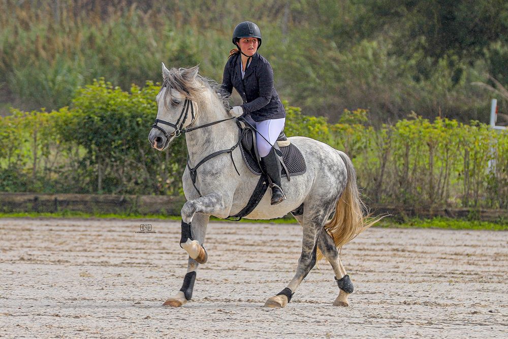 Cavalo luso-arabe