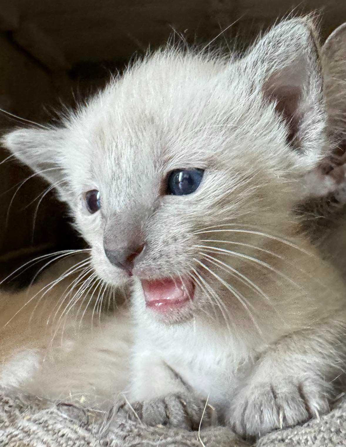 Kotka balijska doskonała dla alergika , do felinoterapii