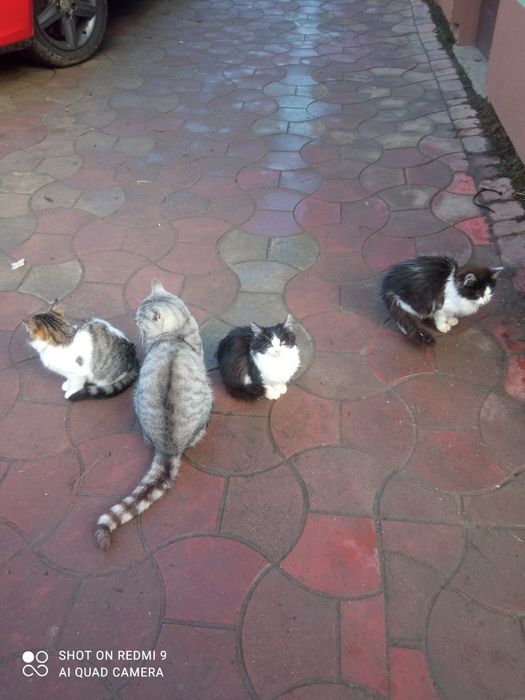 Oddam za darmo młode koty