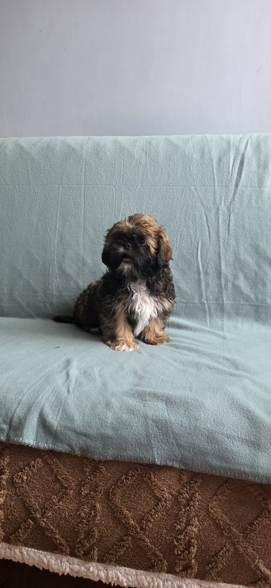Śliczny piesek shih tzu