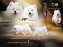 Samoyed, rodowód ZKwP, FCI, zapowiedź miotu, rezerwacja szczeniąt