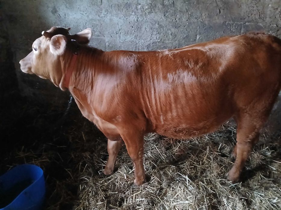 Jałówka do dalszej hodowli