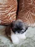 Shih TZU szczeniaczki do odbioru