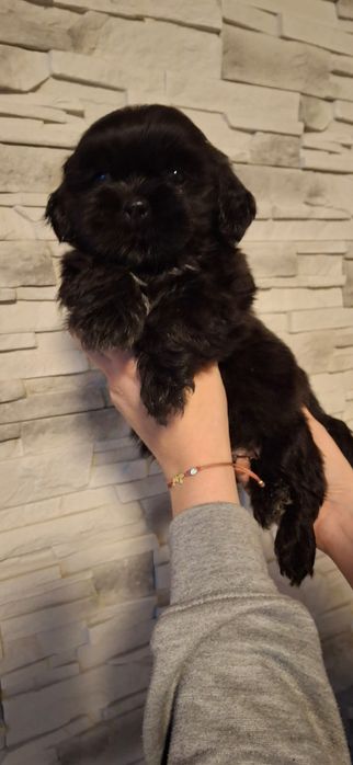 Piękny piesek shih tzu