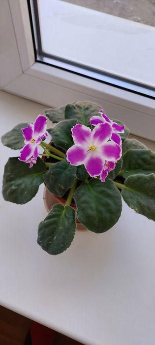 Фиалки, комнатные цветы