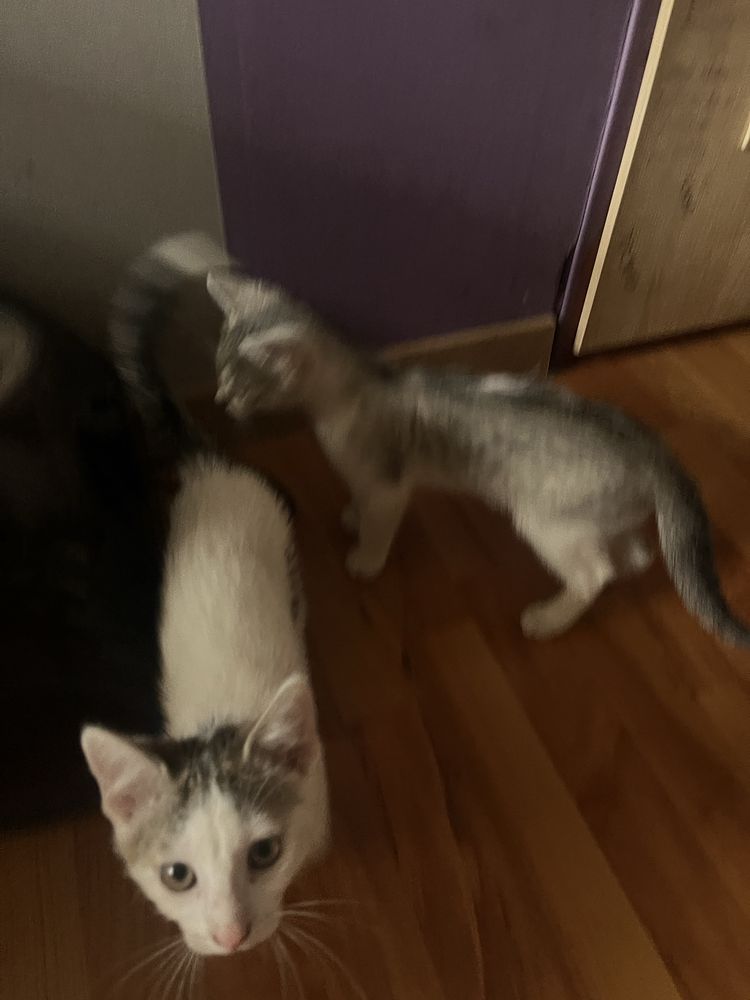 oddam kotki w dobre ręce