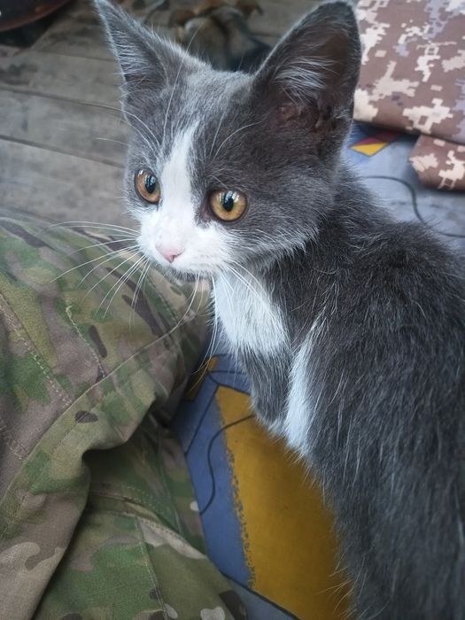 Кошенятко 2 місяці