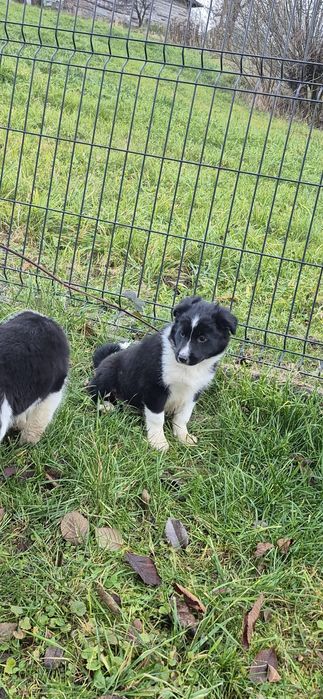 Sprzedam suczkę Border collie