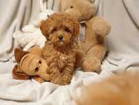 Maltipoo Ciemny !! Cudowny szczeniak ! Hybryda ! Maltanczyk + pudel