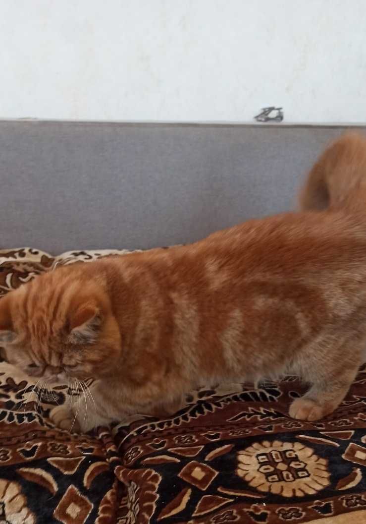 Экзоты персидские котята чистокровные