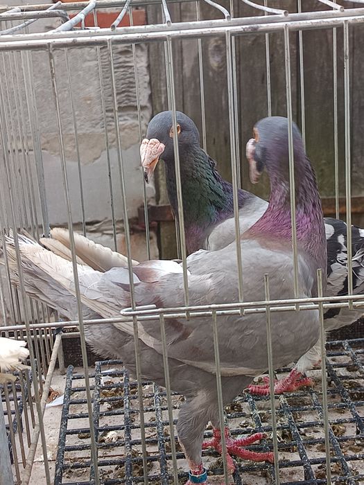 Rzeszowski gołębie rzeszowskie