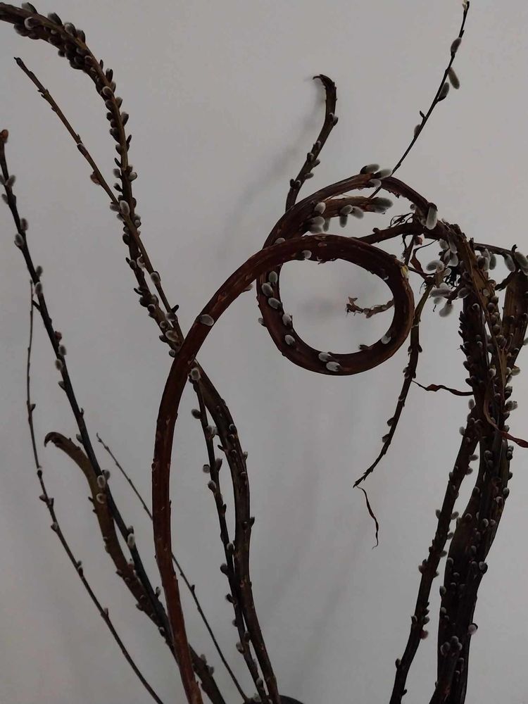 Wierzba sachalińska Salix udensis sadzonki unikat oryginał