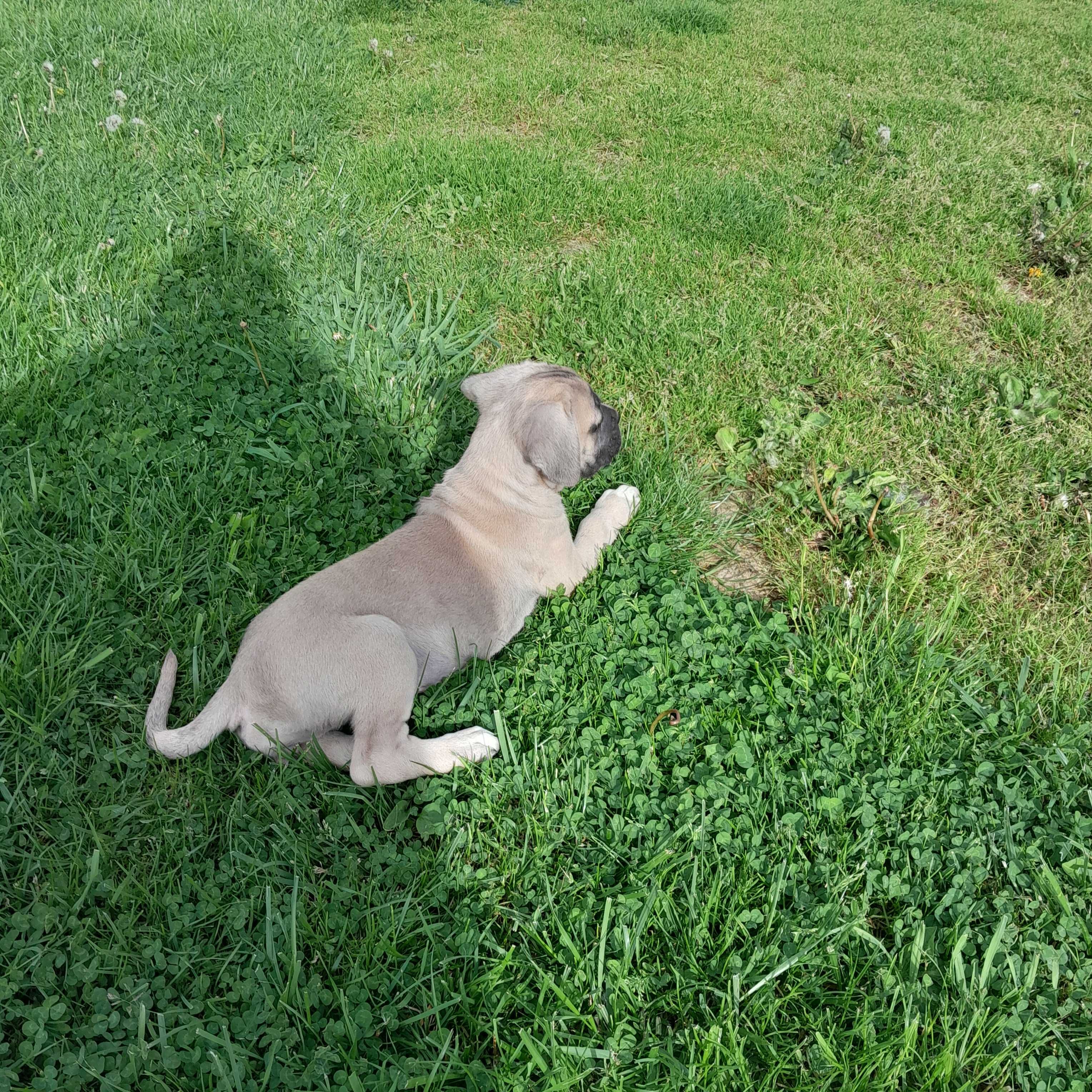 Suczka Cane Corso z rodowodem