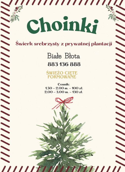 Choinki świerk kłujący od 1,5 do 3 m. formowany