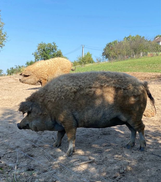 Мангалиця, свиноматка