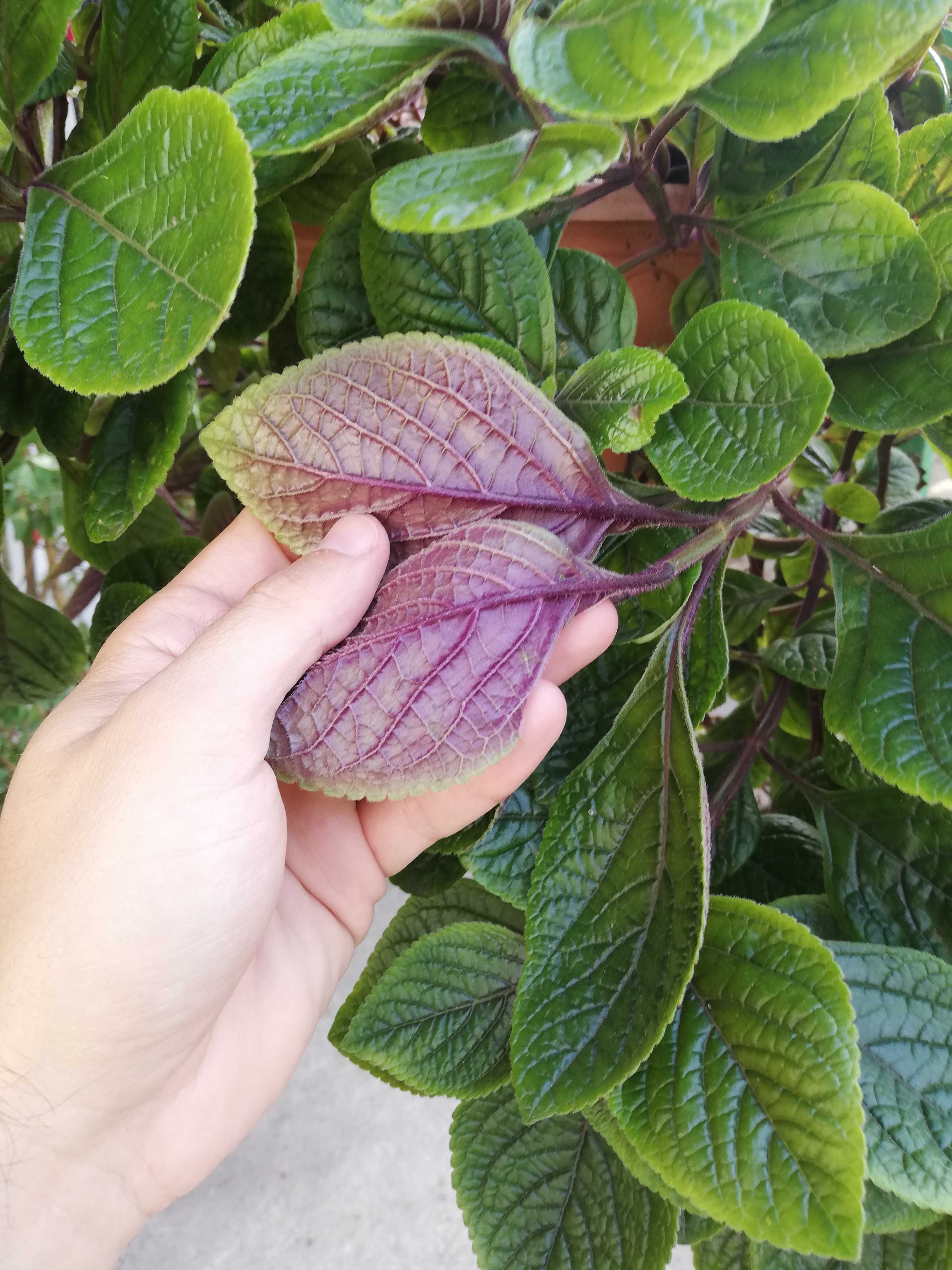 Planta do dinheiro, planta dólar, hera sueca