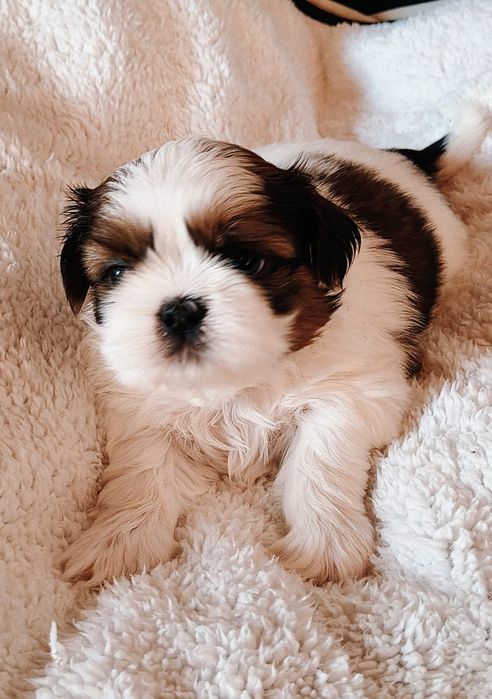 Piesek Shih Tzu ZKwP FCI