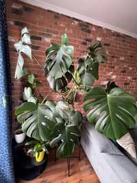 Monstera Ogromna