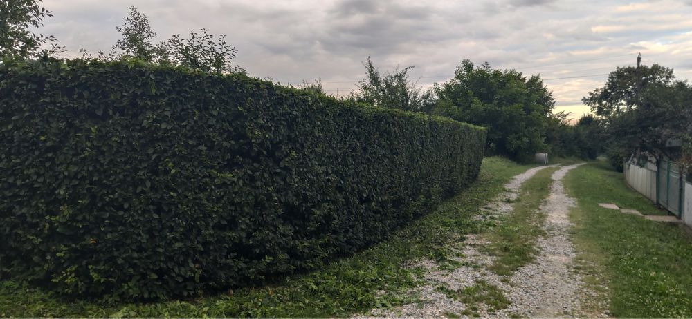 Покіс трави та бур'янів. Косіння трави кущів, стрижка кущів