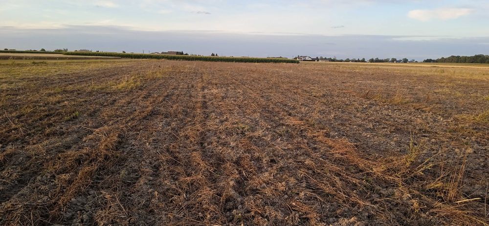 Działka rolna, ziemia.