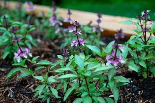 50 Sementes Manjericão Canela - Ocimum basilicum ‘Cinnamon’