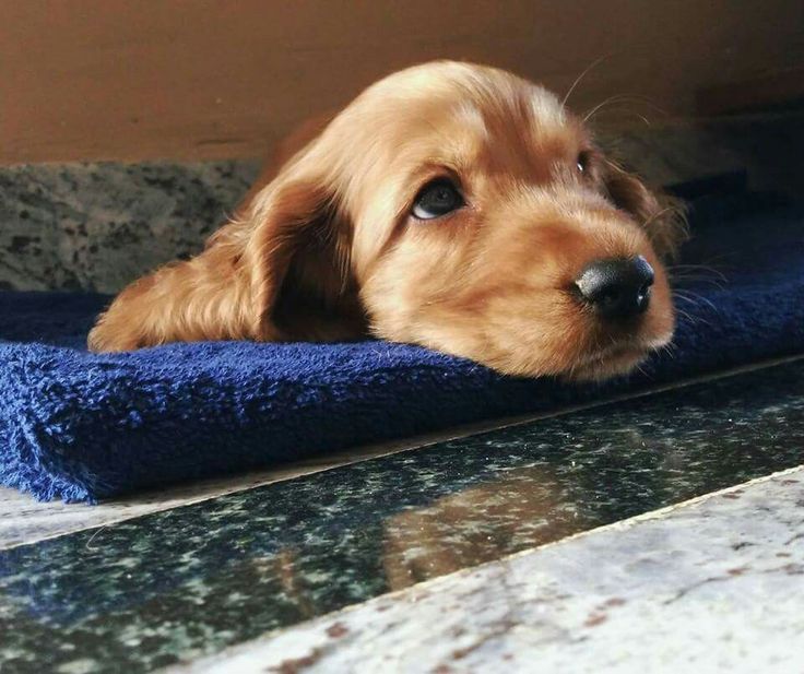 Руді англійські кокер-спанієлі для вашої родини!