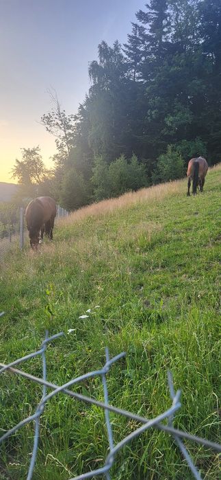 Sprzedam Klacz zimnokrwista