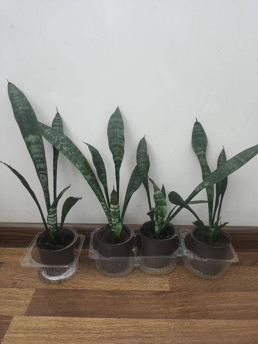 Сансевиерия тещин язык щучий хвост