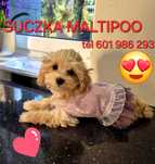 Maltipoo suczka gotowa do nowego domku.
