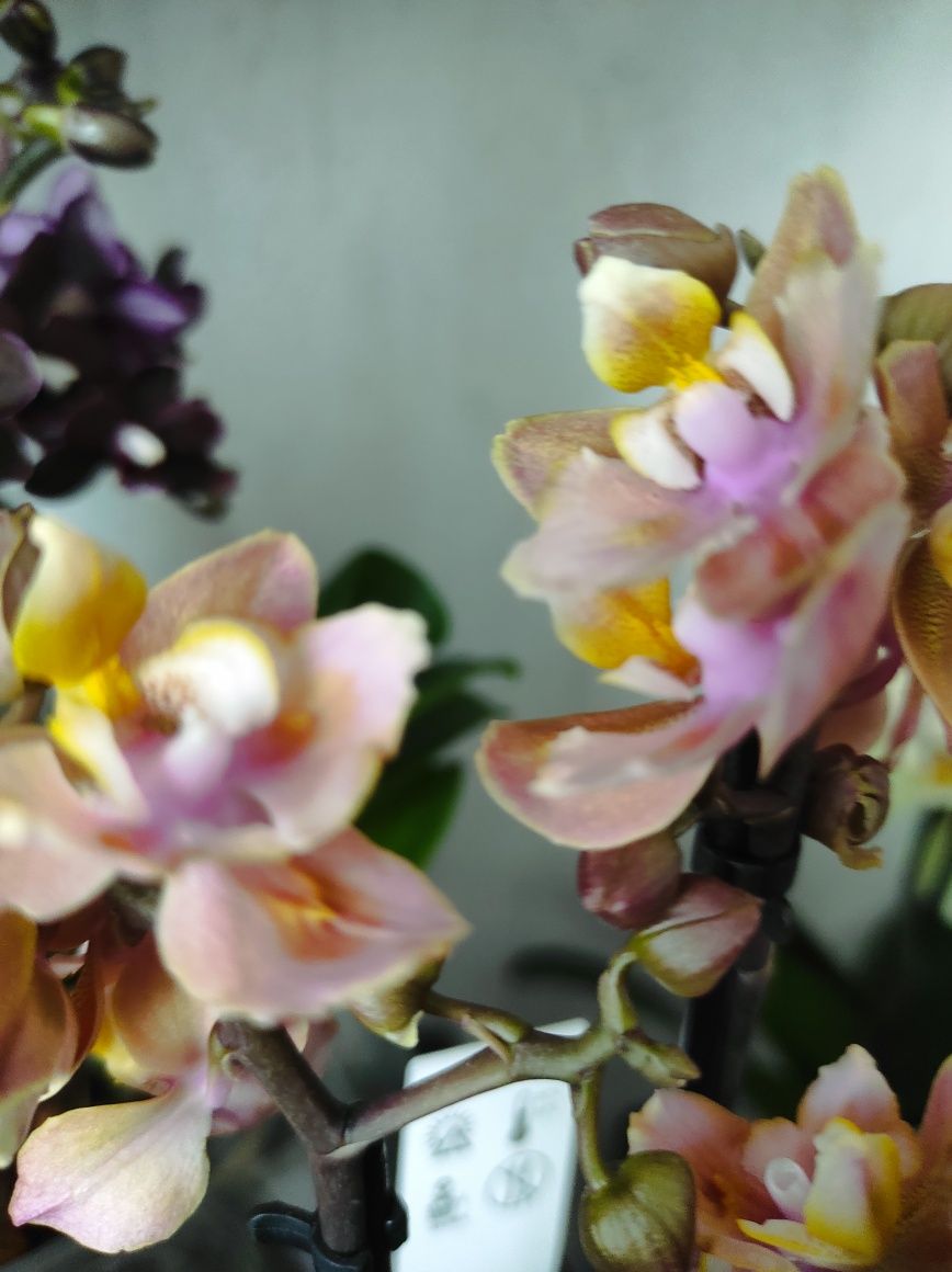 Орхідеї ароматні "Парфумерна фабрика ", метелики